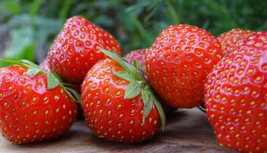 Storage of strawberry plants requires a next step